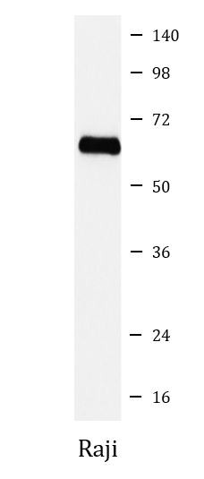 Anti-PARP2