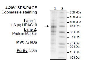 HDAC-10 (FLAG), active human recombinant protein