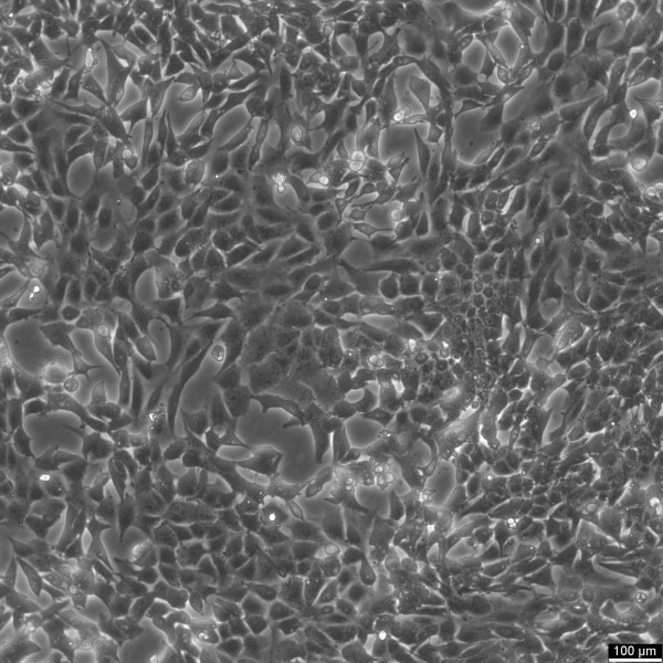 SV40 MES 13 Cells