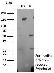 Anti-CD27, clone rLPFS2/8836