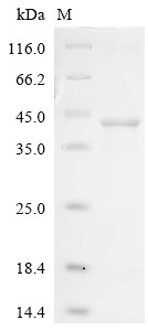 Protein B5 (PS/HR), partial, Vaccinia virus, recombinant