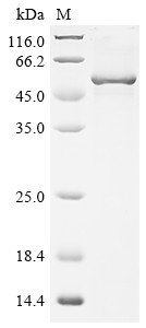 Angiopoietin-1 (ANGPT1), dog, recombinant