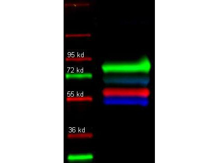 Anti-Transferrin, Fluorescein conjugated