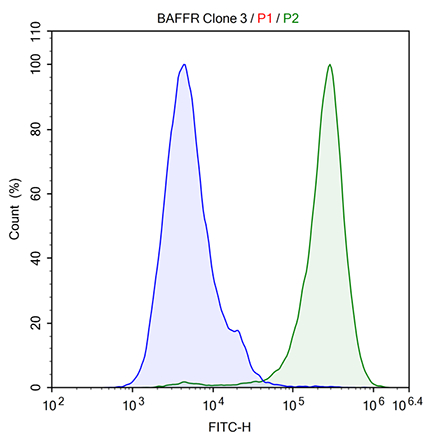 BAFF Responsive BAFF-R NF-kB Luciferase Reporter HEK293 Cell Line