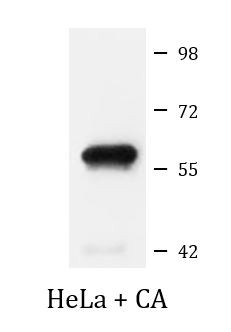 Anti-phospho-PAK2 (Ser20)