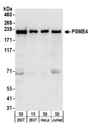 Anti-PSME4