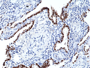Anti-TTF1 (human), Rabbit Monoclonal (RM373)