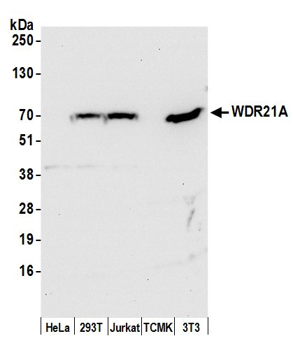 Anti-WDR21A