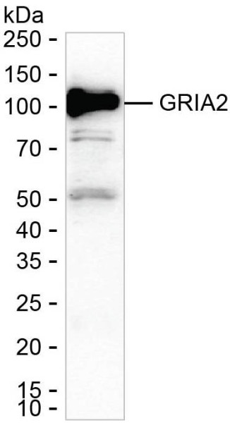 Anti-GRIA2