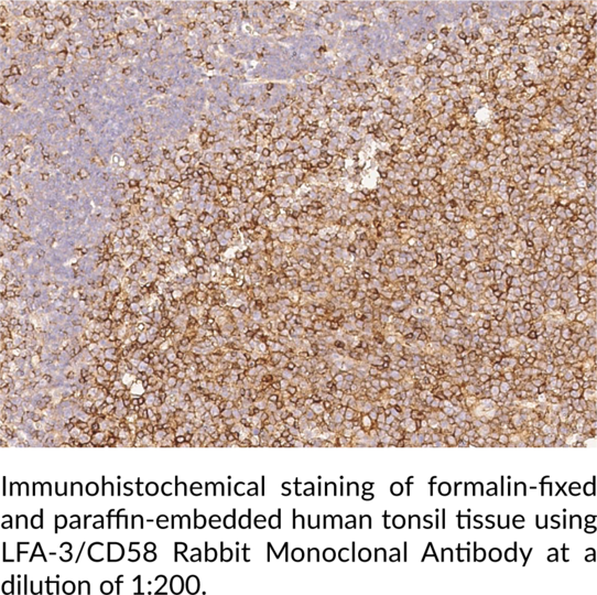 Anti-LFA-3/CD58 Rabbit Monoclonal Antibody (Clone 126)
