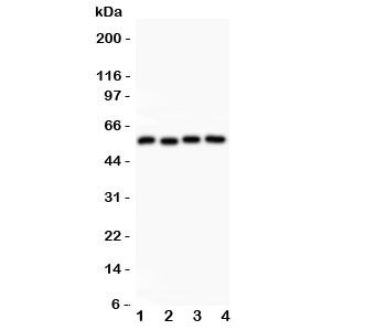 Anti-Cyclin B1