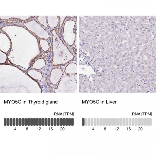 Anti-MYO5C