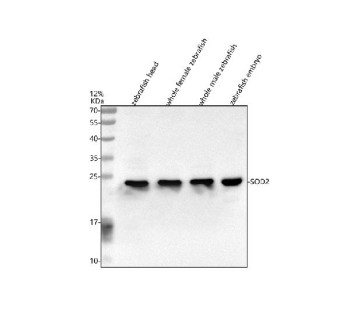 Anti-Zebrafish Sod2 / Superoxide dismutase 2