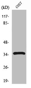 Anti-PCNA
