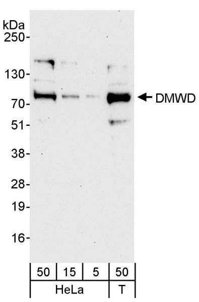Anti-DMWD