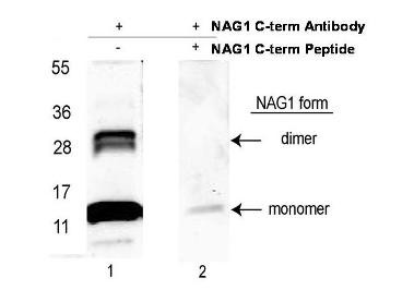 Anti-NAG-1 (C-terminal specific), Biotin conjugated
