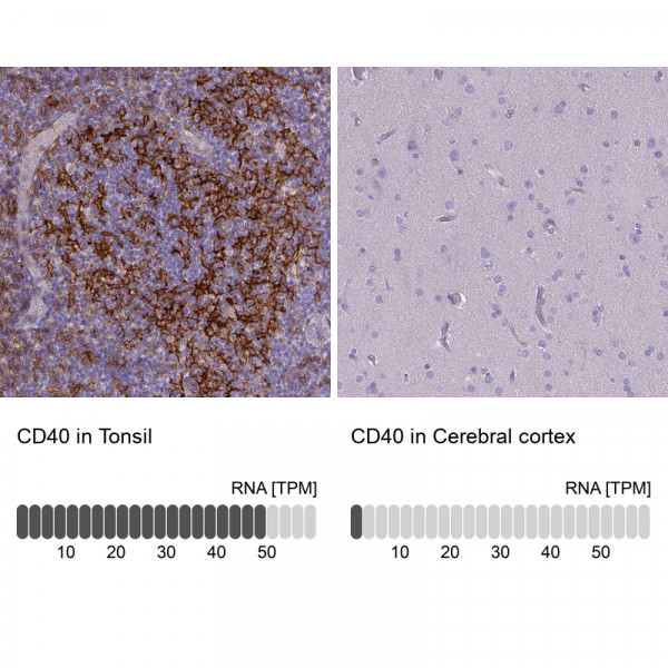 Anti-CD40, clone CL1673