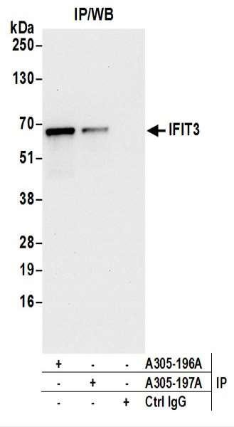 Anti-IFIT3