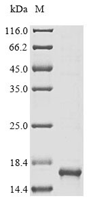 Carboxypeptidase D (CPD), partial, human, recombinant