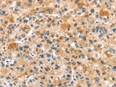 Anti-RHCG