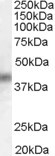Anti-DUSP1, C-terminal