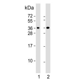 Anti-CLNS1A / pICln