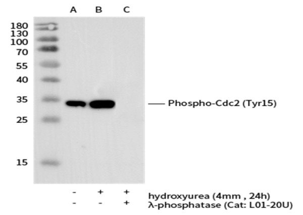 Anti-Phospho-cdc2 (Tyr15) Monoclonal Recombinant Antibody