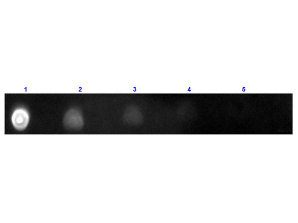 Anti-Human IgG (H&amp;L) [Goat] (Min X Bv Hs Ms &amp; Rt serum proteins) Texas Red conjugated F(ab&#039;)2 fragme