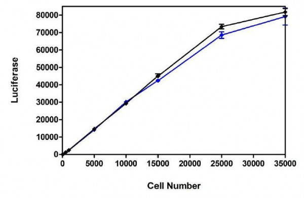 Firefly Luciferase - CHO Recombinant Cell Line