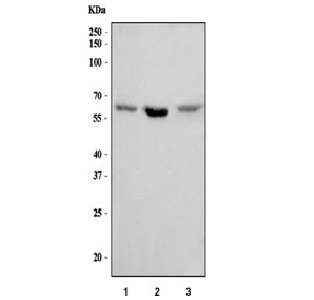 Anti-Syndecan 3