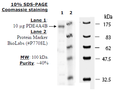 PDE4A4B, active human recombinant protein