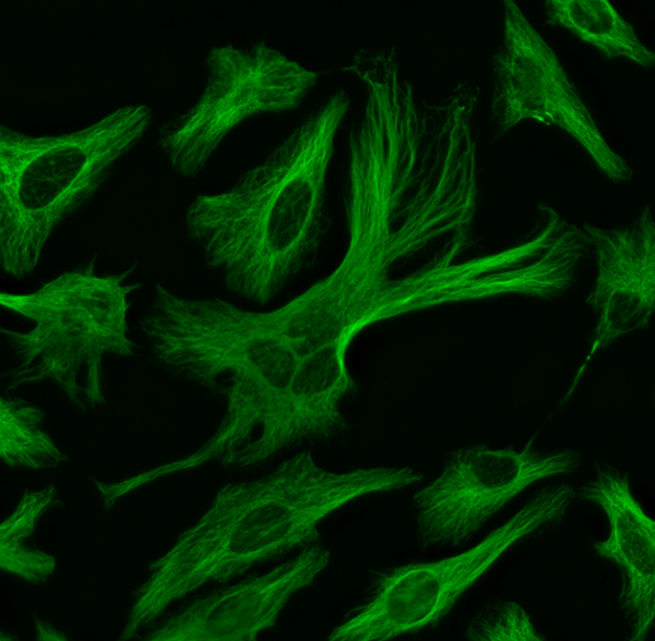 ReadiLink(TM) Rapid XFD488 Antibody Labeling Kit *Production Scale*