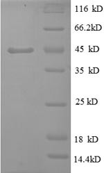 Tumor necrosis factor (TNF), partial, bovine, recombinant