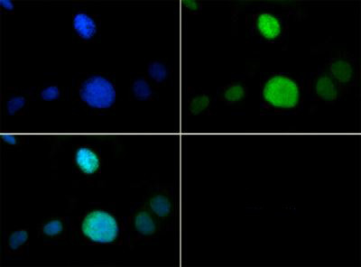 Anti-phospho-methyl-Histone H3 (p Thr6, Monomethyl Lys9)