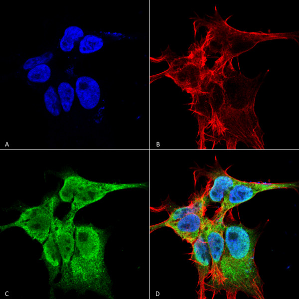 Anti-pan FGFA / FHFA, clone S235-22