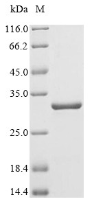 14 kDa fusion protein (A27L), Variola virus, recombinant