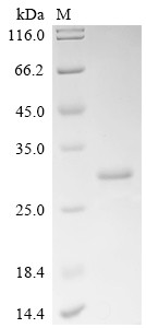 Eukaryotic translation initiation factor 5B (EIF5B), partial, human, recombinant