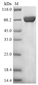 Peroxisomal acyl-coenzyme A oxidase 1 (Acox1), mouse, recombinant