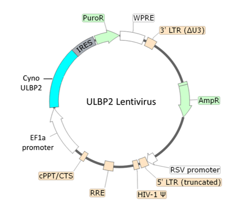 ULBP2 Lentivirus (Macaca fascicularis/Cynomolgus)