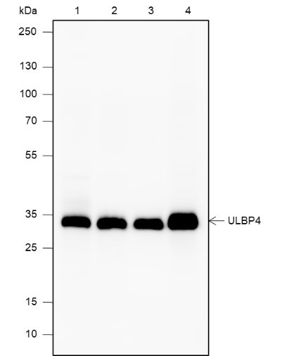 Anti-Recombinant RAET1E, clone A581