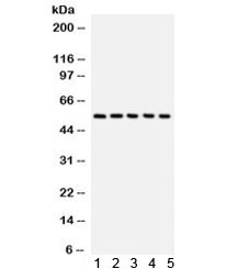 Anti-CREB3L1