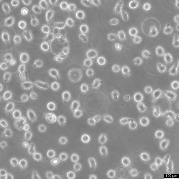 CCRF-CEM-C7 Cells