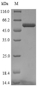 Collagen alpha-1 (XI) chain (COL11A1), partial, human, recombinant