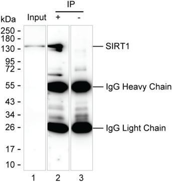 Anti-SIRT1