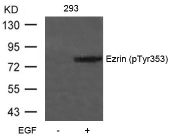 Anti-phospho-Ezrin (Tyr353)