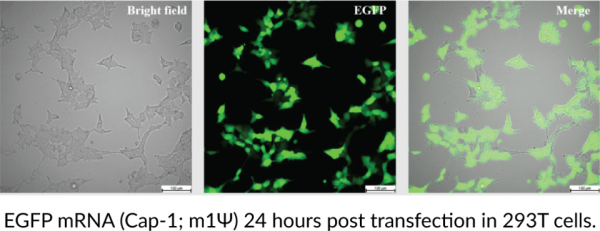 EGFP mRNA (Cap-1, m1Psi)