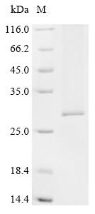 Aquaporin-2 (AQP2), human, recombinant