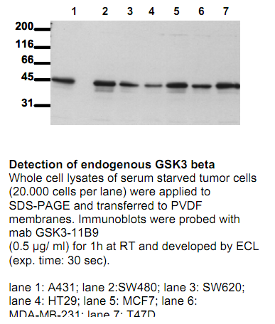 Anti-GSK3beta (N-term), clone 11B9