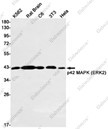Anti-Recombinant ERK2, clone C112780