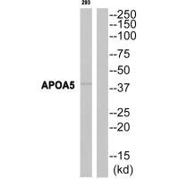Anti-APOA5